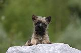 CAIRN TERRIER 455